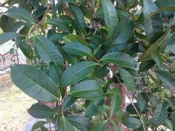 DSC03451camellia sinensis Theier