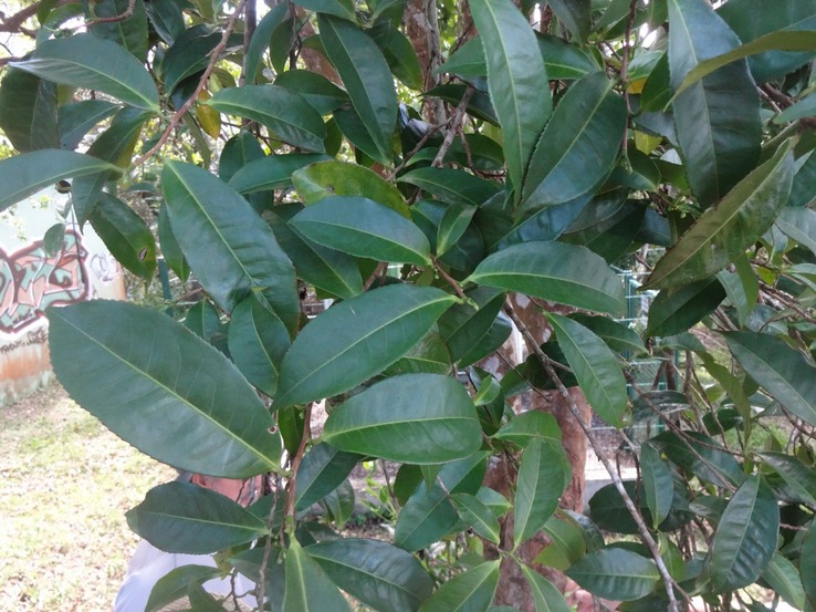 DSC03451camellia sinensis Theier