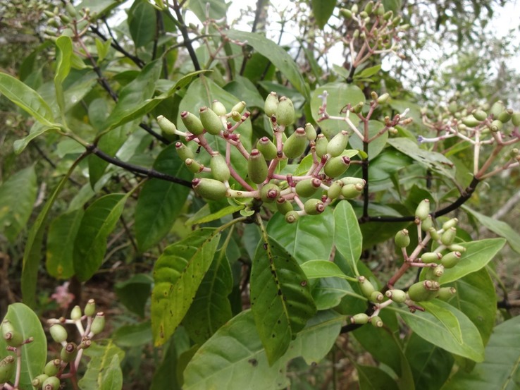 DSC03473 Chassalia corallioides Bois de corail fruits