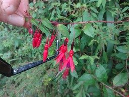 DSC03531fuschia Magellan remarquer lle trou fait par oiseau vert