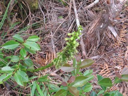 Orchide verte IMG_0660