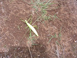 Phasme femelle IMG_0658
