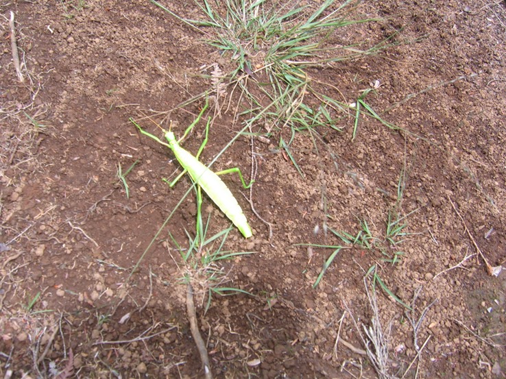 Phasme femelle IMG_0658