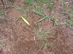 Phasme femelle IMG_0659