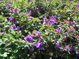 Tibouchina IMG_0646