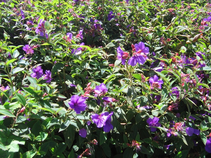Tibouchina IMG_0646