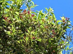 Agarista salicifolia . Bois de rempart fleuri P1490464