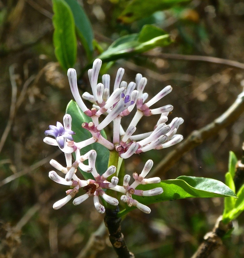 Bois de corail  . Chassalia corallioides P1490561