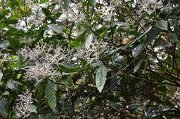 Bois de corail en fleurs - Chassalia corallioides - RUBIACEAE - Endémique Réunion