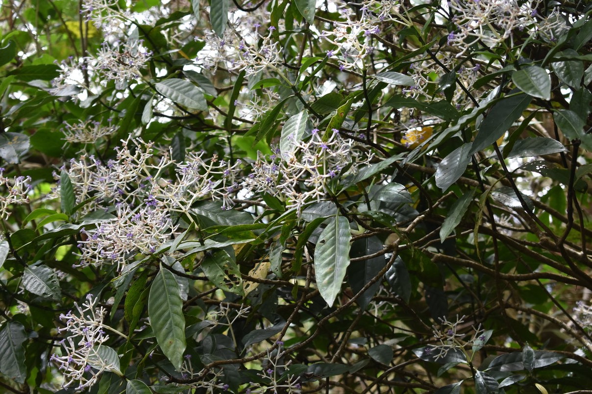 Bois de corail en fleurs - Chassalia corallioides - RUBIACEAE - Endémique Réunion