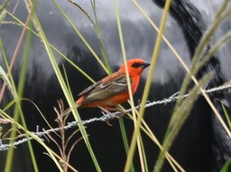 Cardinal - Foudia madagascariensis - PLOCEIDAE - Exotique