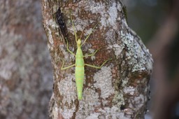 Chipèque bâton femelle - Rhaphiderus spiniger - PHASMIDAE - Endémique Réunion 