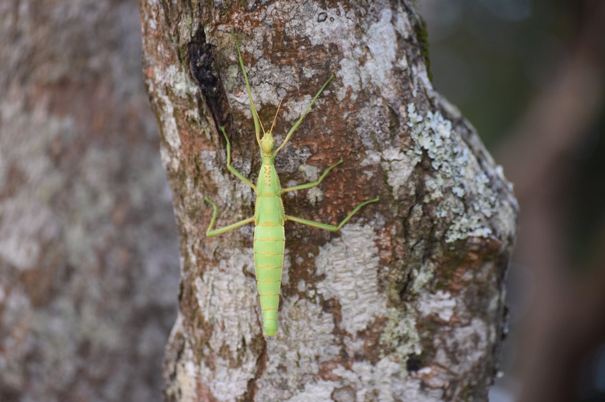 Chipèque bâton femelle - Rhaphiderus spiniger - PHASMIDAE - Endémique Réunion 