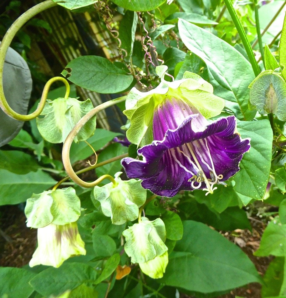 Cobée  . polemoniaceae P1490675