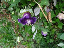Cobée grimpante - Cobaea scandens - POLEMONIACEAE - EE