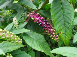 Faux vin - Phytolacca americana - PHYTOLACACEAE - EE