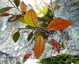 feuilles juveniles de corce blanc . Homalium paniculatum P1490469