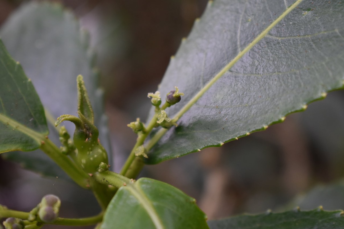 Fleur femelle Gros Bois d'oiseaux - Claoxylon glandulosum - EUPHORBIACEAE - Endémique Réunion