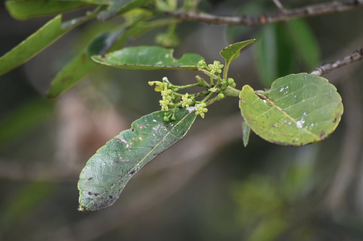 Fleurs Bois Rouge - Cassine orientalis - CELASTRACEAE - Endémique Mascareignes