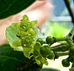 Fleurs de bois rouge . Cassine orientalis . Bois rouge . celastraceae P1490515