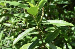 Fleurs mâle (en haut), femelle (en bas) Bois de violon - Acalypha integrifolia - EUPHORBIACEAE - Indigène Réunion