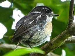 jeune tec tec .Saxicola tectes  P1490478