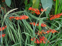 Montbretia - Crocosmia x crocosmiiflora - IRIDACEAE - EE