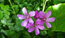 Oxalis P1490672