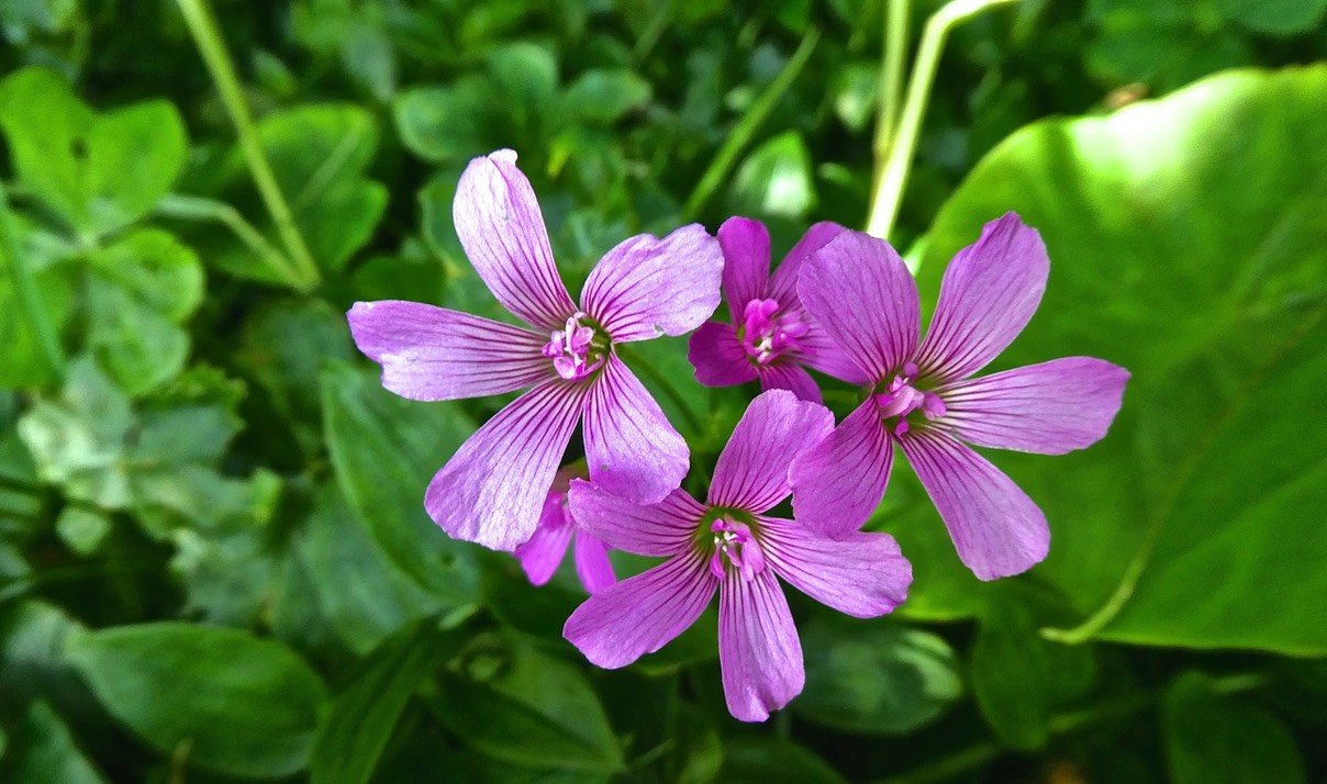 Oxalis P1490672