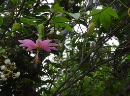 Passiflore banane - Passiflora tripartita - PASSIFLORACEAE - EE