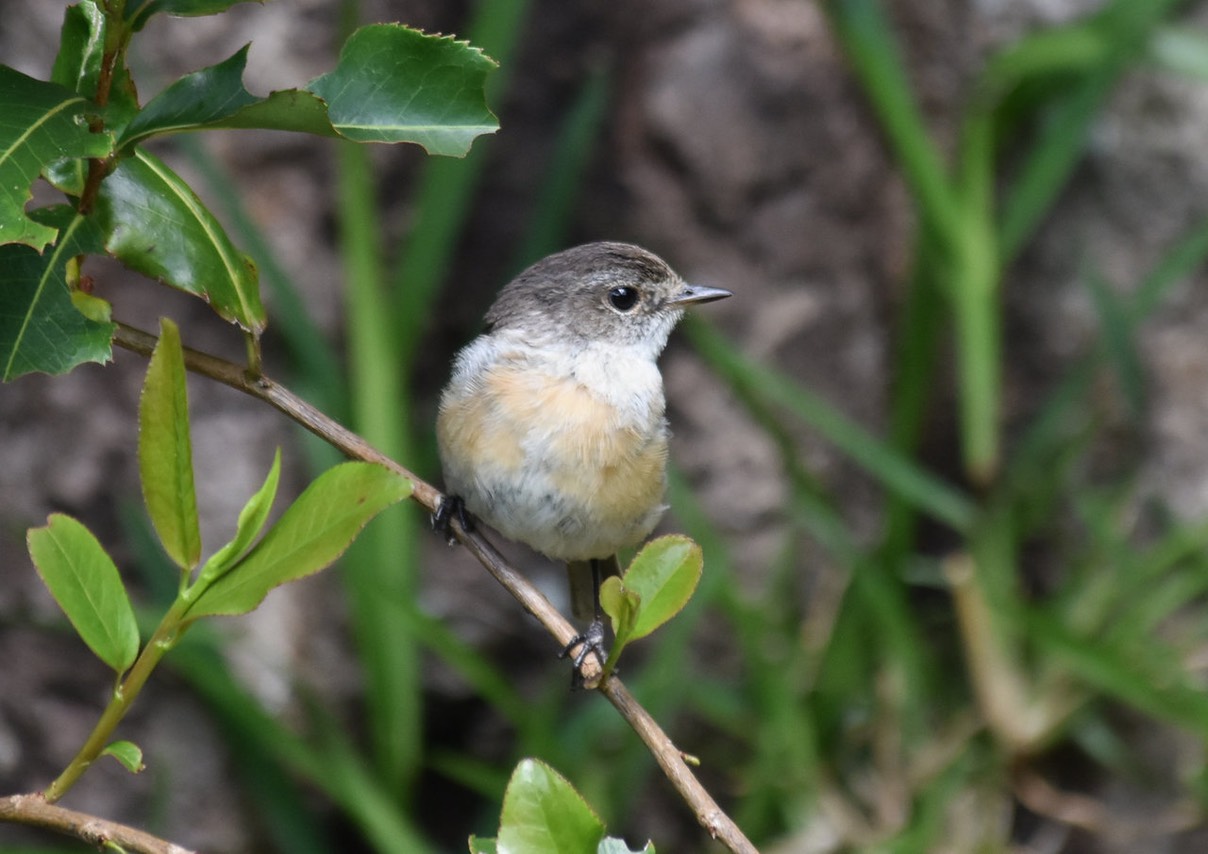 Tec-tec - Saxicola tectes - MUSCICAPIDAE - Endémique Réunion