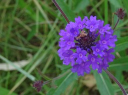 Verveine rigide - Verbena rigida - VERBENACEAE - EE