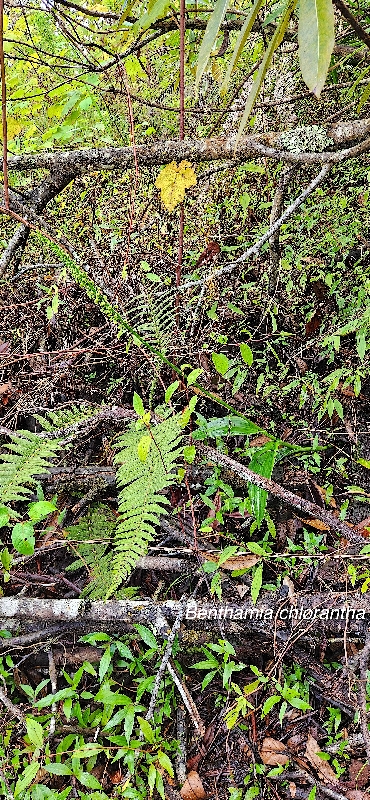 10 Benthamia chlorantha Orchidaceae ENDEMIQUE LA REUNION, MAURICE