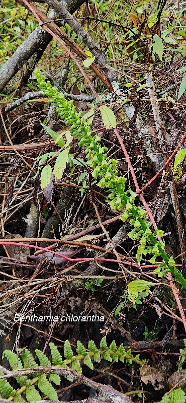 11 Benthamia chlorantha Orchidaceae ENDEMIQUE LA REUNION,MAURICE 