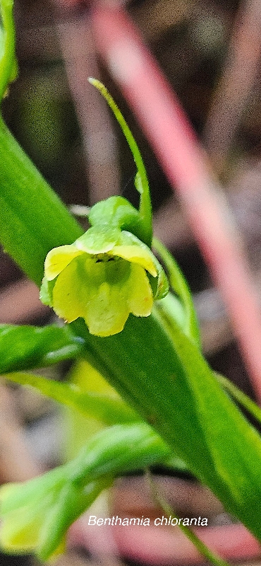 12 Benthamia chlorantha Orchidaceae ENDEMIQUE LA REUNION, MAURICE