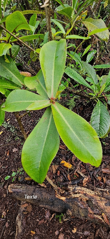 13 Badula grammisticta Bois de savon Primulaceae ENDEMIQUE LA REUNION