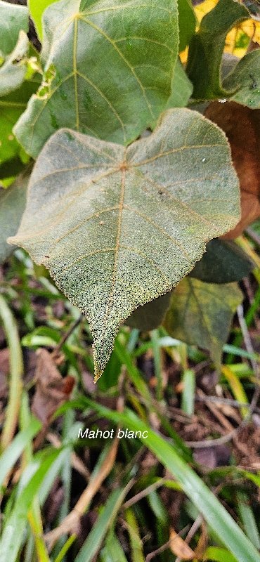 14 Dombeya pilosa ( Hybridation avec reclinata ? ) Mahot blanc Malvaceae ENDEMIQUE LA REUNION 