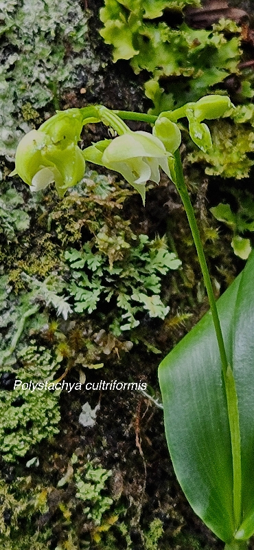 16 Polystachya cultriformis Orchidaceae ENDEMIQUE LA REUNION, MAURICE
