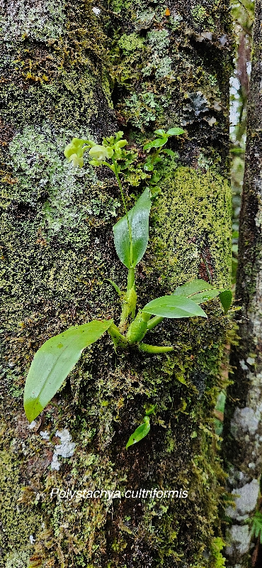 17 Polystachya cultriformis Orchidaceae ENDEMIQUE LA REUNION, MAURICE 