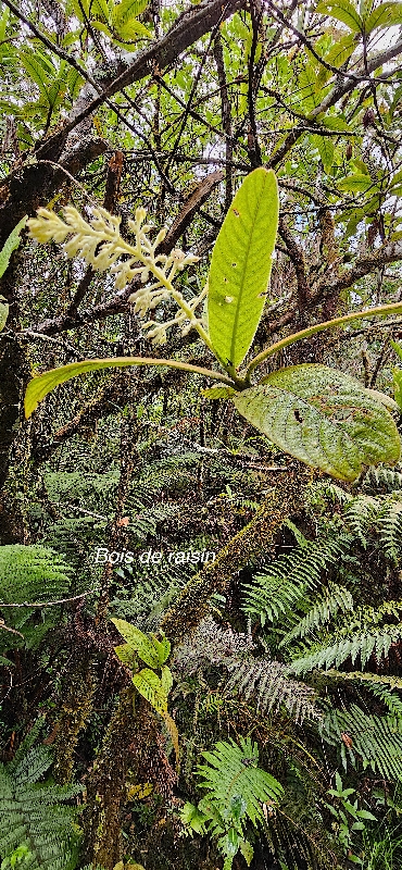 18 Bertiera rufa Bois de raisin Rubiaceae ENDEMIQUE LA REUNION 