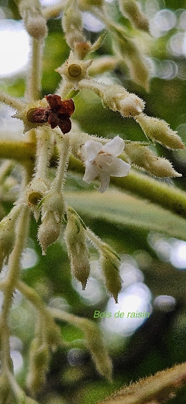 19 Bertiera rufa Bois de raisin Rubiaceae ENDEMIQUE LA REUNION