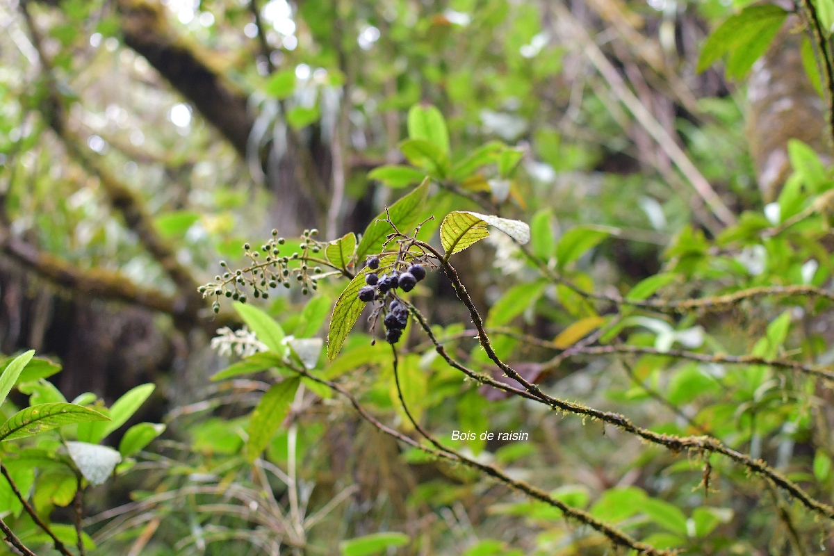 20 Bertiera rufa Bois de raisin Rubiaceae ENDEMIQUE LA REUNION 