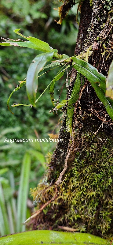 21 Angraecum multiflorum Orchidaceae ENDEMIQUE LA REUNION, MAURICE
