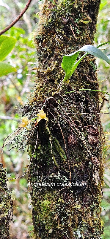 22 Angraecum crassifolium Orchidaceae ENDEMIQUE LA REUNION 