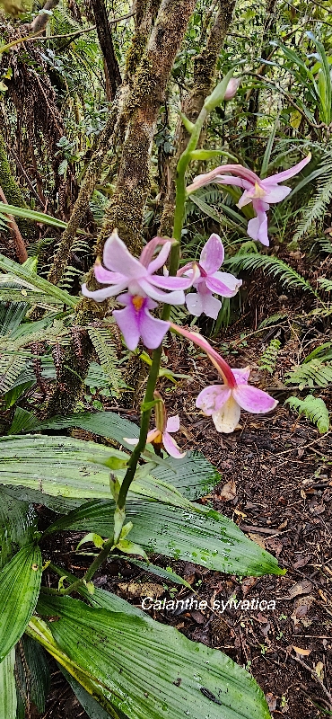 23 Calanthe sylvatica Orchidaceae INDIGENE LA REUNION