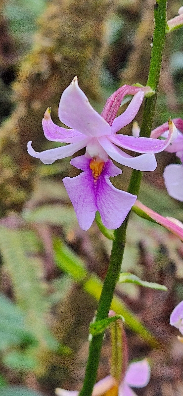 24 Calanthe sylvatica Orchidaceae INDIGENE LA REUNION