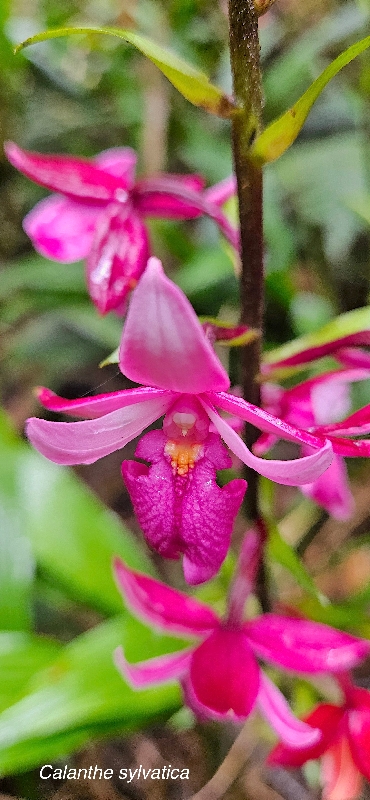 25 Calanthe sylvatica Orchidaceae INDIGENE LA REUNION