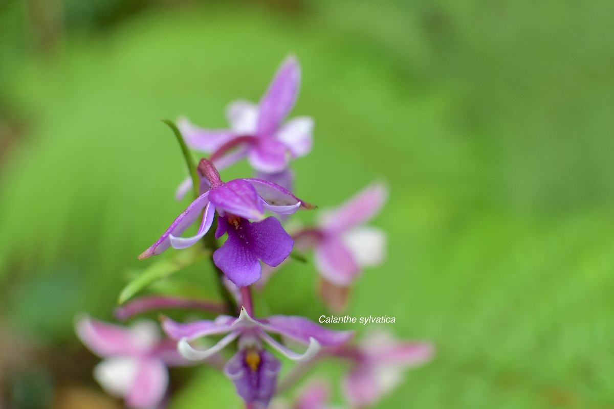 26 Calanthe sylvatica Orchidaceae INDIGENE LA REUNION