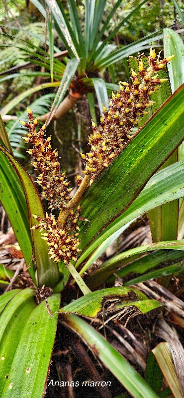 27 Astelia hemichrysa Ananas marron Asteliaceae ENDEMIQUE LA REUNION, MAURICE