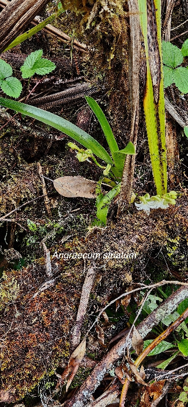 28 Angraecum striatum Orchidaceae ENDEMIQUE LA REUNION